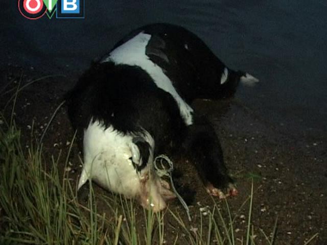 1402552_20110823081710 (1).gif